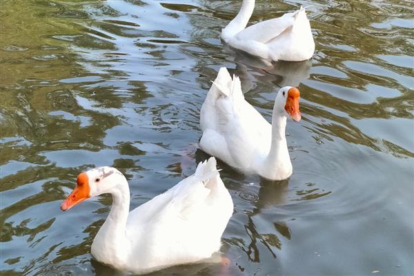 鹅是怎么看公母的，可通过体型和羽毛来分辨