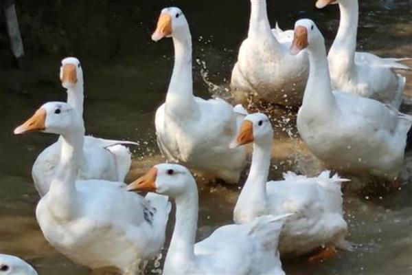 鹅是怎么看公母的，可通过体型和羽毛来分辨