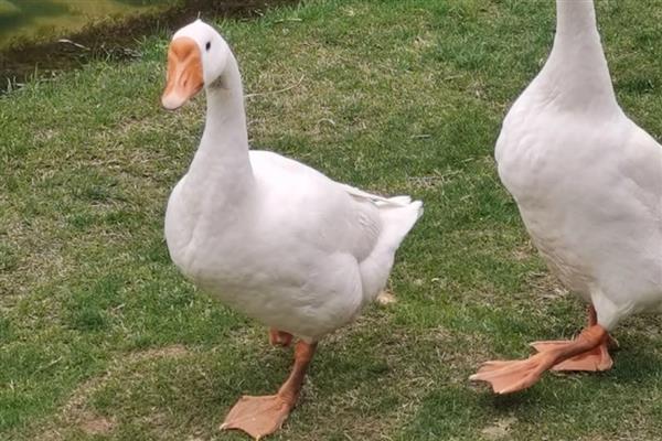 鹅是怎么看公母的，可通过体型和羽毛来分辨