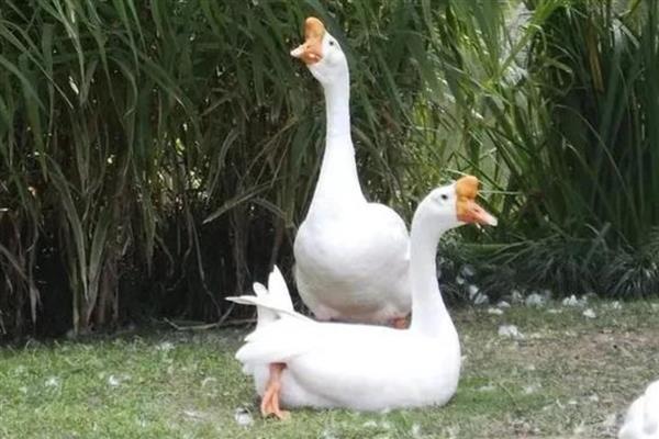 鹅是怎么看公母的，可通过体型和羽毛来分辨