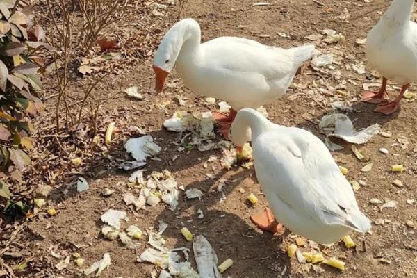 鹅是怎么看公母的，可通过体型和羽毛来分辨