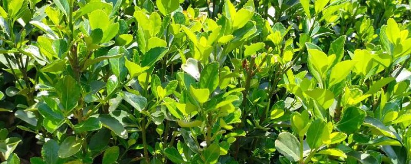 与大叶黄杨相似的植物有哪些，有小叶女贞、杨树等