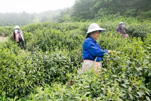 茶黄蓟马的防治方法，使用黄色或蓝色粘虫板可以诱杀成虫
