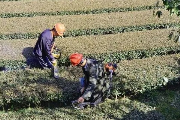 茶黄蓟马的防治方法，使用黄色或蓝色粘虫板可以诱杀成虫