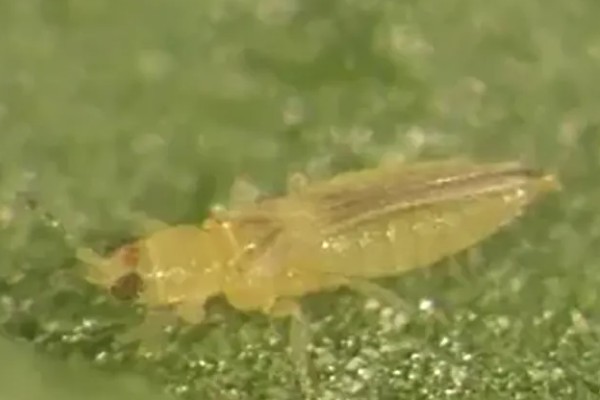 茶黄蓟马的防治方法，使用黄色或蓝色粘虫板可以诱杀成虫