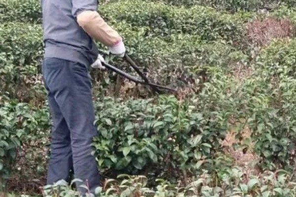 茶黄蓟马的防治方法，使用黄色或蓝色粘虫板可以诱杀成虫