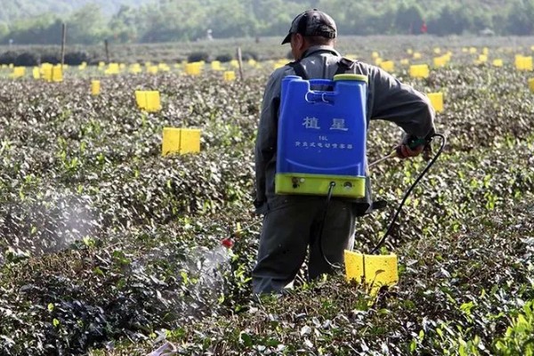 茶黄蓟马的防治方法，使用黄色或蓝色粘虫板可以诱杀成虫