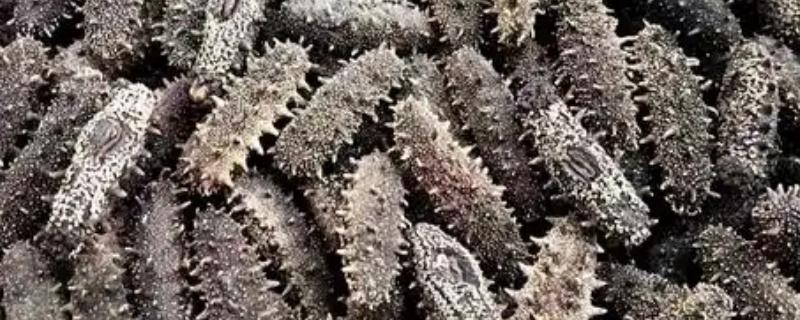 长岛海参的产地，产自山东烟台