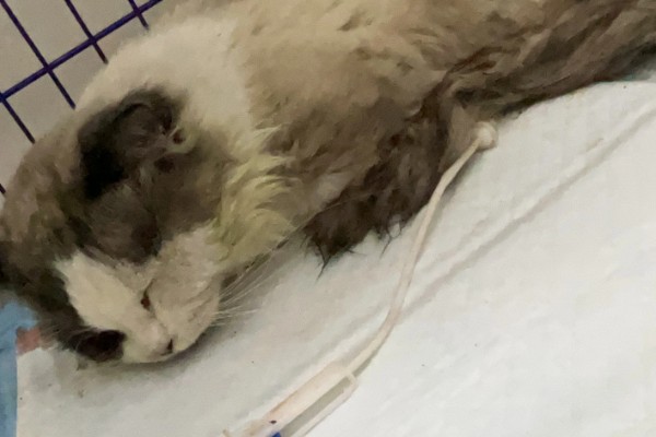 猫瘟临死前的表现，表现为频繁而又剧烈的呕吐腹泻