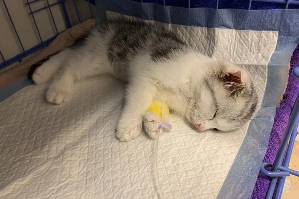 猫瘟临死前的表现，表现为频繁而又剧烈的呕吐腹泻