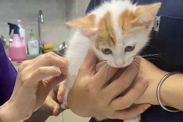 猫瘟临死前的表现，表现为频繁而又剧烈的呕吐腹泻