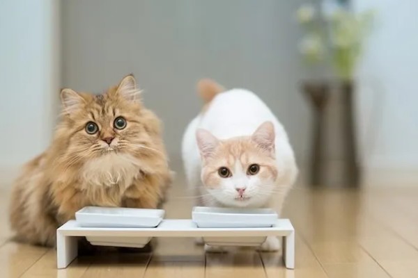 猫瘟临死前的表现，表现为频繁而又剧烈的呕吐腹泻