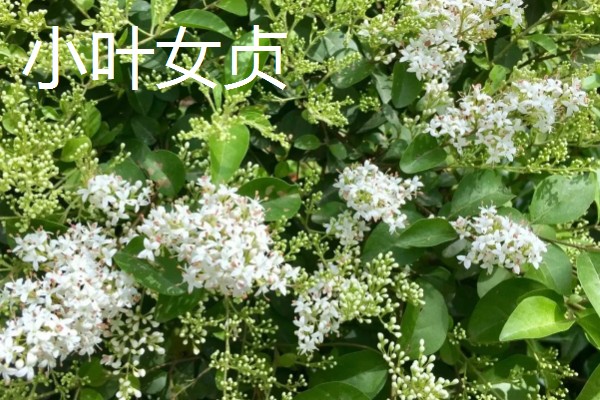与大叶黄杨相似的植物有哪些，有小叶女贞、杨树等