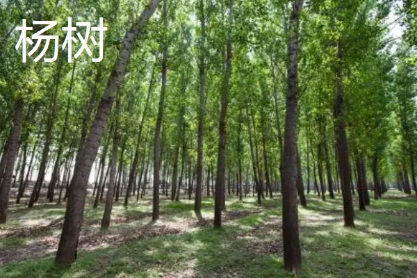 与大叶黄杨相似的植物有哪些，有小叶女贞、杨树等