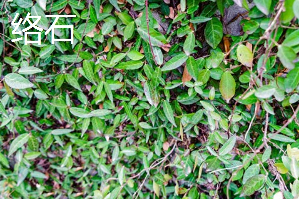 与大叶黄杨相似的植物有哪些，有小叶女贞、杨树等