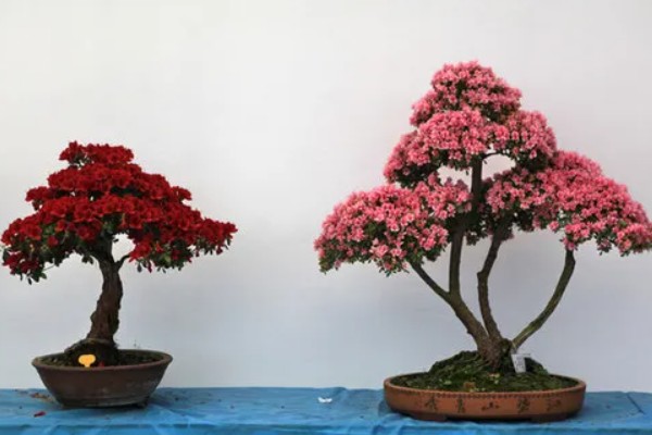 腊皮杜鹃简介，也就是杜鹃花