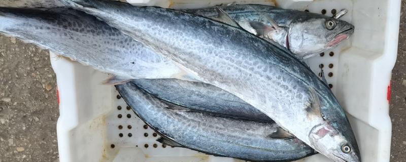 燕鲅和鲅鱼的区别，唯一的区别就是尾巴形状不同