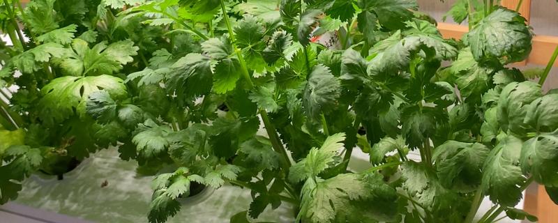 盆栽香菜长的细的原因，可能是肥料不适所致
