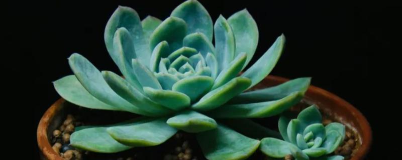 多肉长黑色霉菌怎么处理，需及时停止浇水