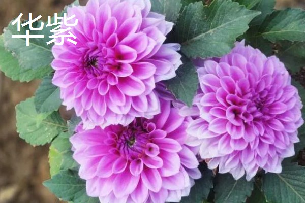 大丽花一年开几次,一般一年可以开花2-3次