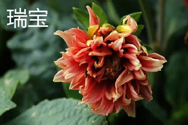 大丽花一年开几次,一般一年可以开花2-3次