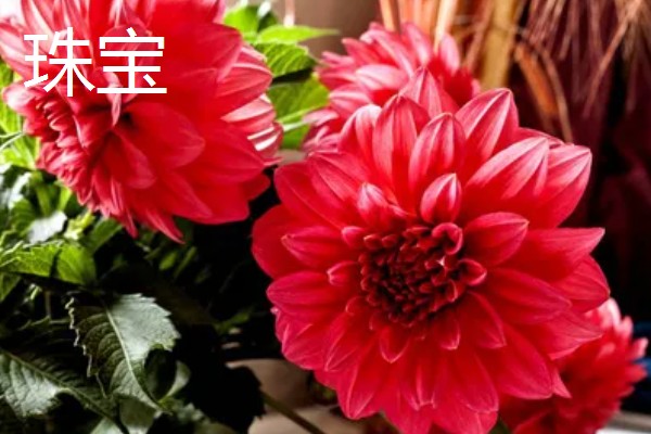 大丽花一年开几次,一般一年可以开花2-3次