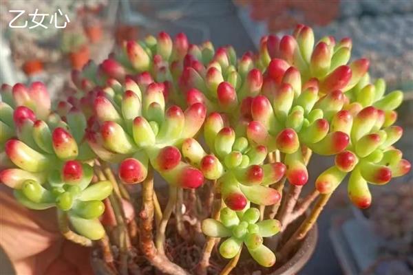 乙女心和八千代的区别，八千代的叶片黄色中夹杂着绿色