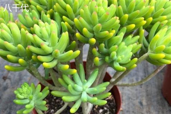 乙女心和八千代的区别，八千代的叶片黄色中夹杂着绿色