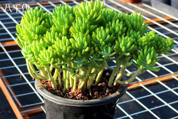 乙女心和八千代的区别，八千代的叶片黄色中夹杂着绿色