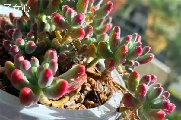 乙女心和八千代的区别，八千代的叶片黄色中夹杂着绿色