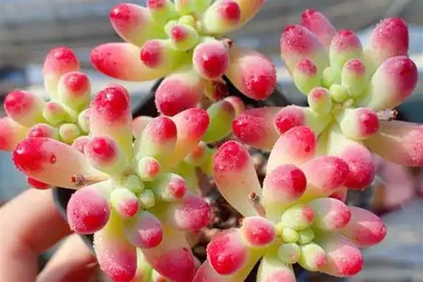 乙女心和八千代的区别，八千代的叶片黄色中夹杂着绿色