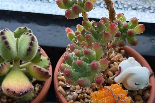 乙女心和八千代的区别，八千代的叶片黄色中夹杂着绿色