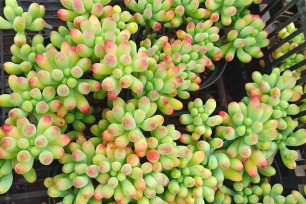 乙女心和八千代的区别，八千代的叶片黄色中夹杂着绿色