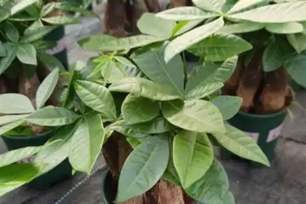 发财树受冻了下垂怎么处理，需要及时移入室内养护