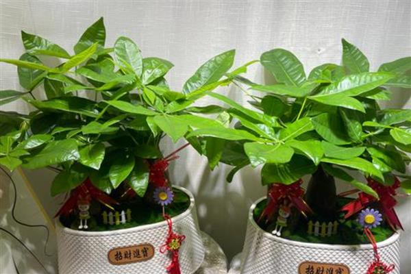 发财树受冻了下垂怎么处理，需要及时移入室内养护