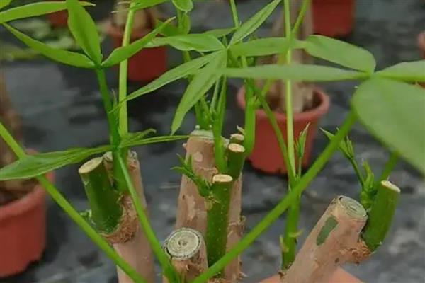 发财树受冻了下垂怎么处理，需要及时移入室内养护