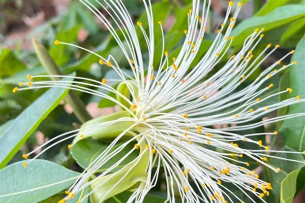 发财树受冻了下垂怎么处理，需要及时移入室内养护