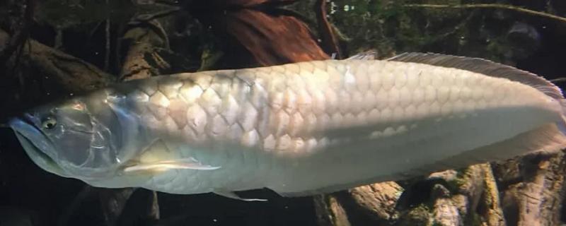 银龙鱼沉底的原因及解决方法，可能是受到惊吓所致