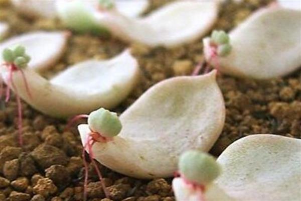 宝石花的繁殖方法，可播种繁殖也可叶插繁殖