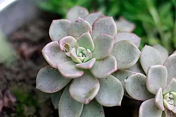 宝石花的繁殖方法，可播种繁殖也可叶插繁殖