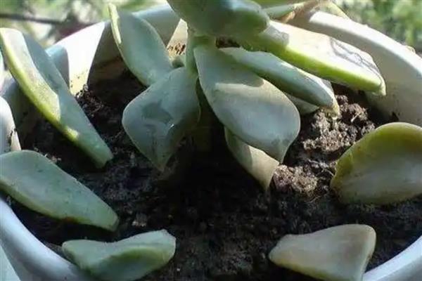 宝石花的繁殖方法，可播种繁殖也可叶插繁殖