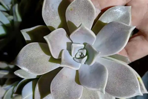 宝石花的繁殖方法，可播种繁殖也可叶插繁殖