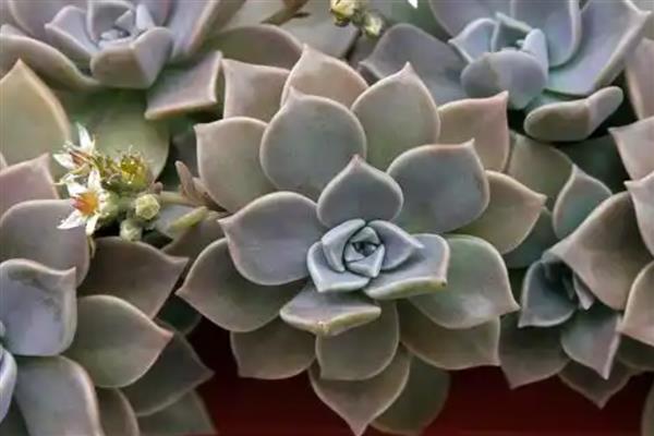 宝石花的繁殖方法，可播种繁殖也可叶插繁殖