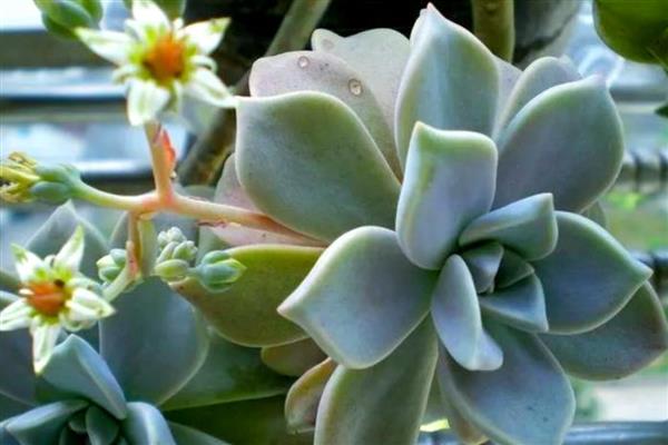 宝石花的繁殖方法，可播种繁殖也可叶插繁殖