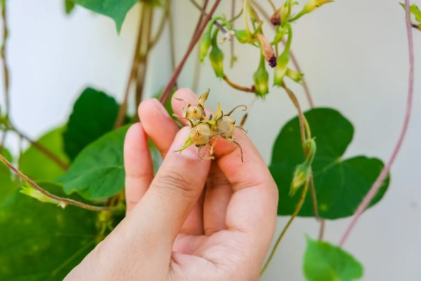 牵牛花摘心是摘哪里，要把叶子和蔓都摘掉