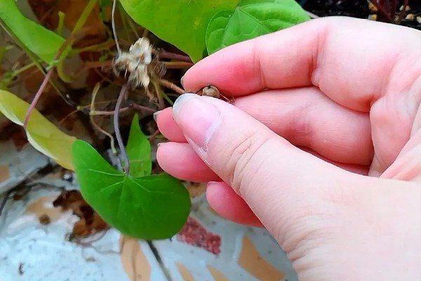 牵牛花摘心是摘哪里，要把叶子和蔓都摘掉