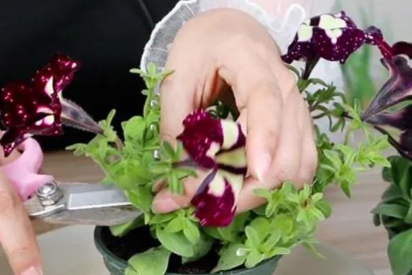 牵牛花摘心是摘哪里，要把叶子和蔓都摘掉