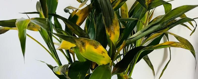 富贵竹叶子变黄怎么处理，建议将其放置在通风的环境中养护