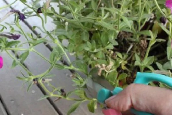 牵牛花摘心是摘哪里，要把叶子和蔓都摘掉