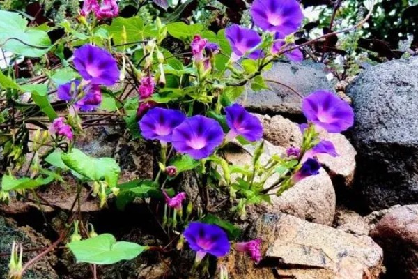 牵牛花摘心是摘哪里，要把叶子和蔓都摘掉